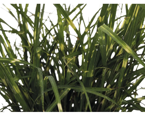 Iarba Elefantului FloraSelf Miscanthus sinensis 'Strictus Dwarf' H 10-100 cm Ø 14 cm