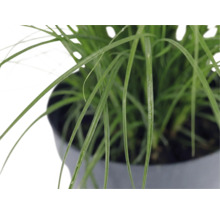 Iarba Elefantului FloraSelf Miscanthus sinensis 'Cute One' Co 3 L