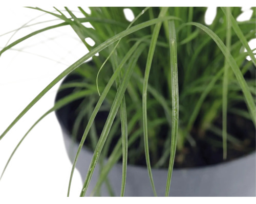 Iarba Elefantului FloraSelf Miscanthus sinensis 'Cute One' Co 3 L