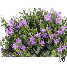 Campanula cu flori violete în formă de stea și frunze verzi dințate. (Image AI modified or generated)