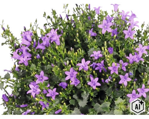 Campanula cu flori violete în formă de stea și frunze verzi dințate. (Image AI modified or generated)