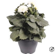 Dalie FloraSelf Dahlia x Hybride ghiveci Ø 23 cm diferite culori (Image AI modified or generated)