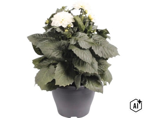 Dalie FloraSelf Dahlia x Hybride ghiveci Ø 23 cm diferite culori (Image AI modified or generated)