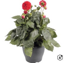 Dalie FloraSelf Dahlia x Hybride ghiveci Ø 23 cm diferite culori (Image AI modified or generated)