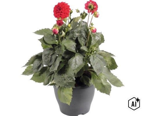 Dalie FloraSelf Dahlia x Hybride ghiveci Ø 23 cm diferite culori (Image AI modified or generated)