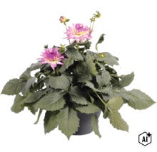 Dalie FloraSelf Dahlia x Hybride ghiveci Ø 23 cm diferite culori (Image AI modified or generated)