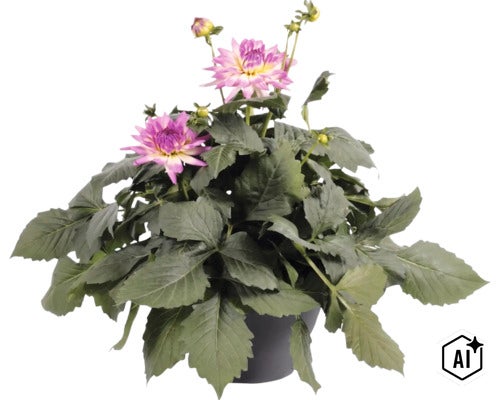 Dalie FloraSelf Dahlia x Hybride ghiveci Ø 23 cm diferite culori (Image AI modified or generated)