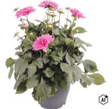 Dalie FloraSelf Dahlia x Hybride ghiveci Ø 23 cm diferite culori (Image AI modified or generated)