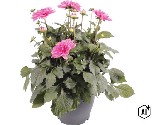 Dalie FloraSelf Dahlia x Hybride ghiveci Ø 23 cm diferite culori (Image AI modified or generated)