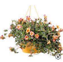 Floare de piatră FloraSelf Portulaca ghiveci Ø 25 cm (Image AI modified or generated)