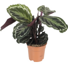 Planta de interior Calathea cu frunze modelate intr un ghiveci de plastic