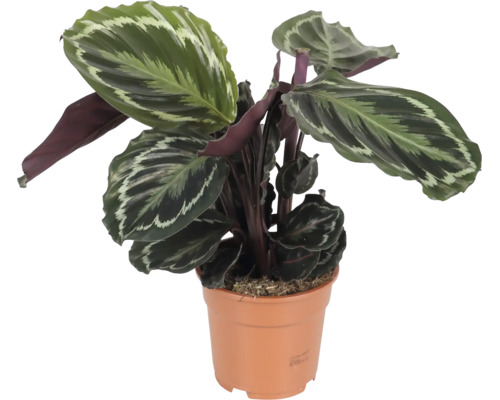 Planta de interior Calathea cu frunze modelate intr un ghiveci de plastic