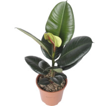 Arbore de cauciuc Ficus elastica Robusta în ghiveci de plastic cu frunze mari și pieloase