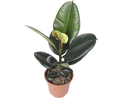 Arbore de cauciuc Ficus elastica Robusta în ghiveci de plastic cu frunze mari și pieloase