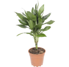Plantă de apartament Dracaena fragrans în ghiveci de plastic