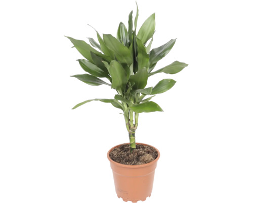 Plantă de apartament Dracaena fragrans în ghiveci de plastic