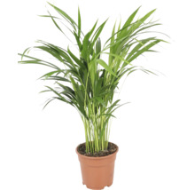 Palmier areca Chrysalidocarpus lutescens ca planta de apartament in ghiveci de plastic