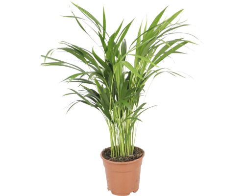 Palmier areca Chrysalidocarpus lutescens ca planta de apartament in ghiveci de plastic