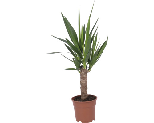 Yucca cu tulpină groasă într-un ghiveci din plastic