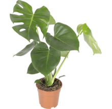 Plantă de apartament Monstera Deliciosa în ghiveci de plastic