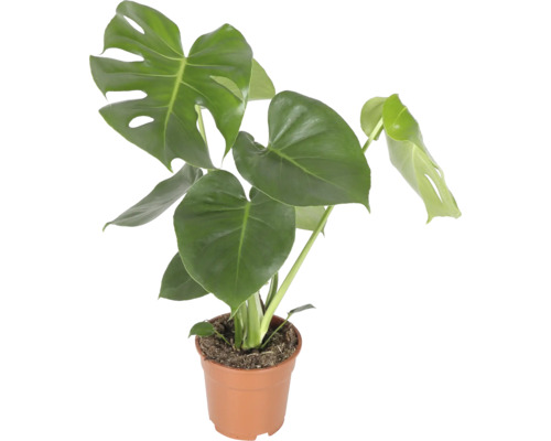 Plantă de apartament Monstera Deliciosa în ghiveci de plastic
