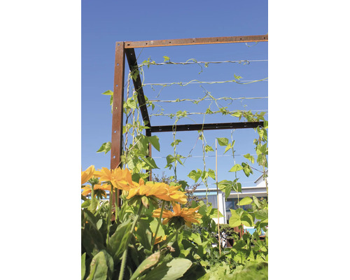 Trellis metalic cu aspect ruginit și fire întinse orizontal, acoperit de plante de fasole verde, flori galbene în prim plan.