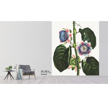 Fototapet vlies Special Decoration Passiflora 243x280 cm
