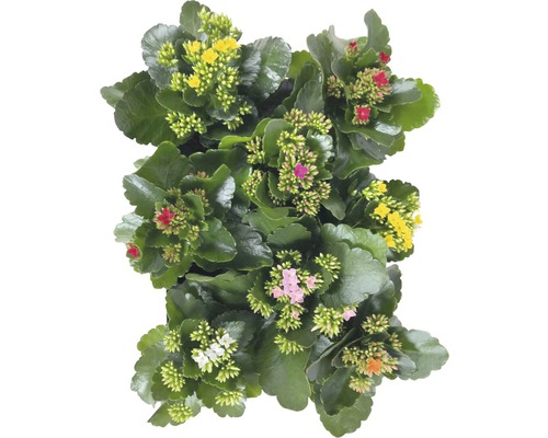 Plantă Kalanchoe cu flori multicolore