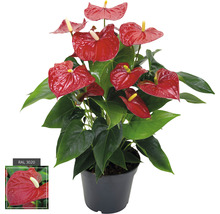 Floarea Flamingo Anthurium Andreanum Hybrid H 55-60 cm ghiveci Ø 17 cm roșie-thumb-0 Floarea Flamingo Anthurium Andreanum Hybrid H 55-60 cm ghiveci Ø 17 cm roșie-thumb-0