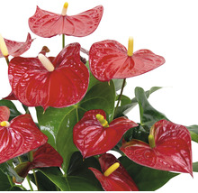 Floarea Flamingo Anthurium Andreanum Hybrid H 55-60 cm ghiveci Ø 17 cm roșie-thumb-1 Floarea Flamingo Anthurium Andreanum Hybrid H 55-60 cm ghiveci Ø 17 cm roșie-thumb-1
