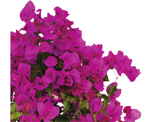 Prim-plan al unei plante Bougainvillea cu flori