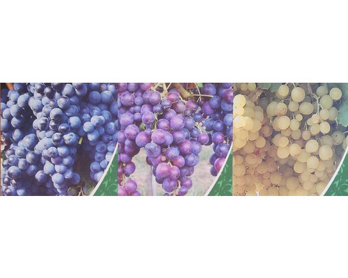 Trei ciorchini de struguri de diferite soiuri