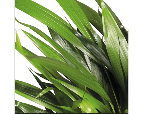 Prim-plan cu plantă de interior cu frunze verzi