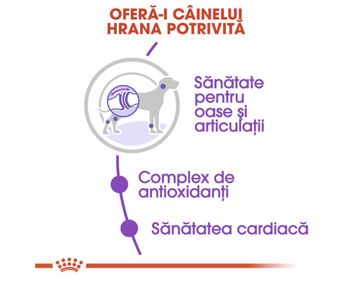 Ilustrație pentru susținerea oaselor și articulațiilor, complex de antioxidanți și sănătatea inimii prin hrana pentru câini