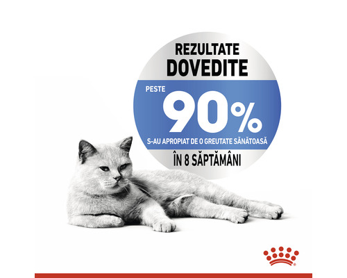 Pisică lângă indicația a peste 90% din greutatea sănătoasă în opt săptămâni