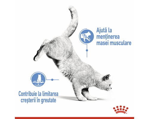 Pisică în mișcare cu indicații pentru menținerea masei musculare și controlul greutății