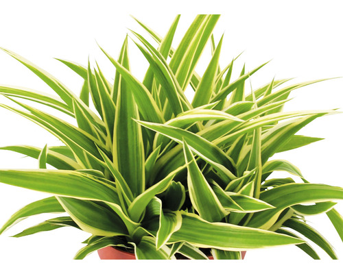 Crin verde în ghiveci