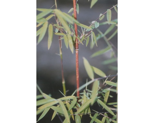 Plantă de bambus cu frunze