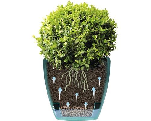 Plantă în ghiveci cu sistem de irigare și vedere asupra rădăcinilor