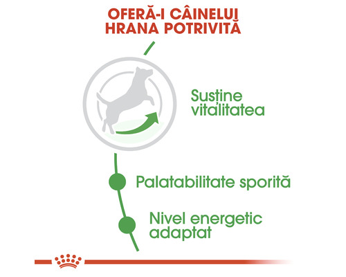 Beneficiile hranei pentru câini: sprijină vitalitatea, palatabilitate sporită, nivel energetic adaptat