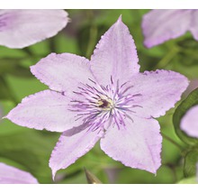 Prim-plan al unei flori de clematis lila deschis