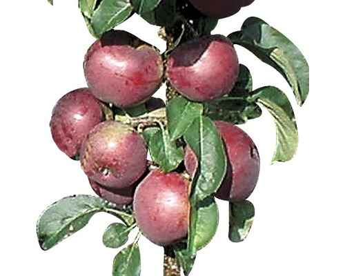 Pom fructifer măr FloraSelf Malus domestica 'Blue Moon' H 100-130 cm Co 10 L