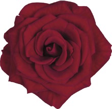 Trandafir floare mare FloraSelf Rosa 'Isabel' H 30-40 cm ghiveci Ø 13 cm roșu-thumb-1 Trandafir floare mare FloraSelf Rosa 'Isabel' H 30-40 cm ghiveci Ø 13 cm roșu-thumb-1