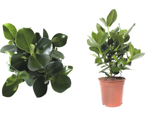 Clusia plantă de interior în ghiveci, două vederi