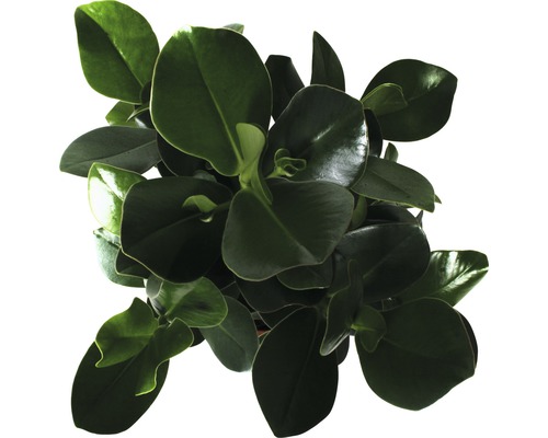 Plantă de interior Peperomia cu frunze rotunde