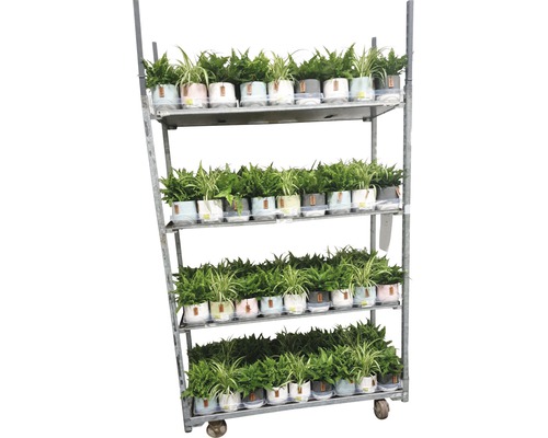 Cărucior de vânzare cu plante de interior în ghivece