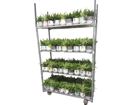 Cărucior cu plante de interior în ghivece