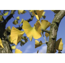 Prim-plan al unui arbore ginkgo cu frunze galbene pe un cer albastru