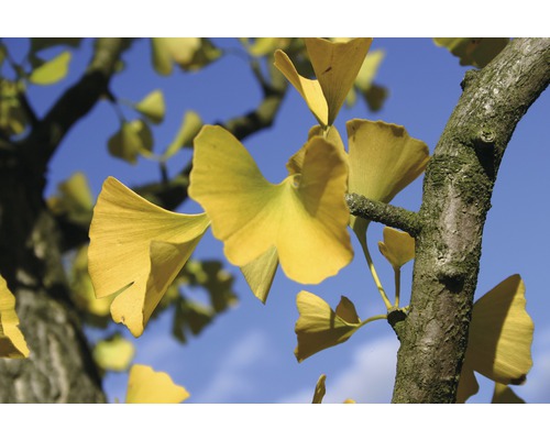 Prim-plan al unui arbore ginkgo cu frunze galbene pe un cer albastru