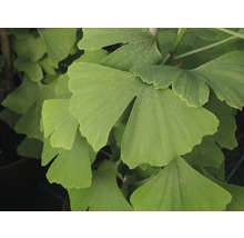 Prim-plan cu frunze de Ginkgo